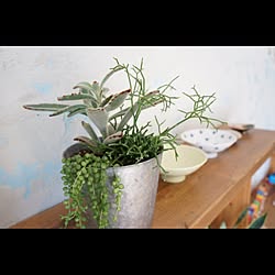 棚/グリーンネックレス/リプサリス/多肉植物/寄せ植え...などのインテリア実例 - 2015-10-24 23:39:10