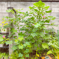 玄関/入り口/薬草菜園/人生はアート/心地よい暮らし/ささやかな幸せ...などのインテリア実例 - 2022-08-25 12:14:53