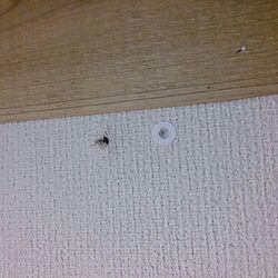壁/天井/DIYのインテリア実例 - 2013-11-16 17:37:04