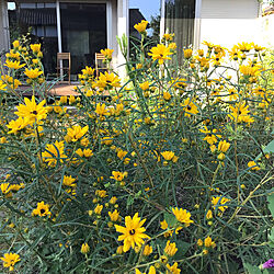 黄色い花/癒し/平屋/庭の花/植物のある暮らし...などのインテリア実例 - 2021-10-03 22:56:10