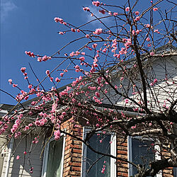 部屋全体/青空が好き/梅の花が咲いてます/2018.3.6/春が待ち遠しい...などのインテリア実例 - 2018-03-06 11:11:38