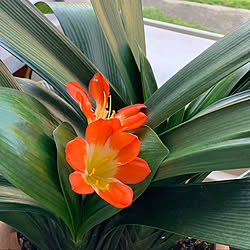 庭のある暮らし/自分らしく暮らす/植物/お花/植物のある暮らし...などのインテリア実例 - 2022-05-30 08:08:24