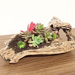 シンプル/観葉植物/ウッド/ウッディ/植物...などのインテリア実例 - 2016-02-16 21:09:56