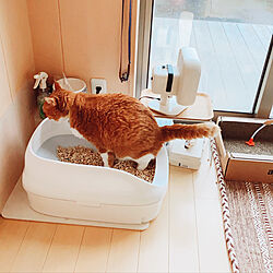 猫ちゃん想い/ニャンとも/ねこと暮らす。/ねこのいる日常/猫トイレ...などのインテリア実例 - 2021-06-16 13:09:11