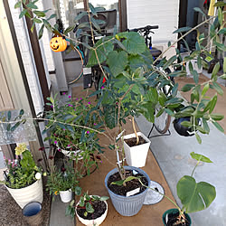 玄関/入り口/吹き抜け/建売住宅/家を好きになりたい/植物...などのインテリア実例 - 2021-10-07 08:36:54