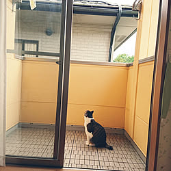 部屋全体/掃除しやすい/猫のいる暮らし/一人暮らし/ナチュラル...などのインテリア実例 - 2020-07-17 23:42:14