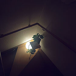 観葉植物/階段/一人暮らし/観葉植物のある部屋/階段の照明...などのインテリア実例 - 2023-05-02 22:48:23
