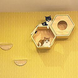 猫との暮らし/myzoo/暮らしを楽しむ/壁/天井のインテリア実例 - 2022-09-04 16:36:49