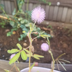 玄関/入り口/にわのある暮らし/おじぎ草/お花が咲きました♡/ピンクの花のインテリア実例 - 2021-10-03 16:46:33