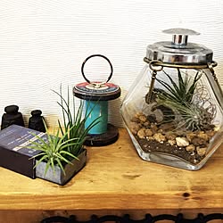 棚/ダイソー/植物/NO GREEN NO LIFE/DIY...などのインテリア実例 - 2015-08-14 12:56:36