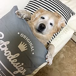 棚/犬と暮らす家/インテリアじゃなくてごめんなさい/クッションカバーニトリ/大型犬...などのインテリア実例 - 2017-03-02 21:34:45