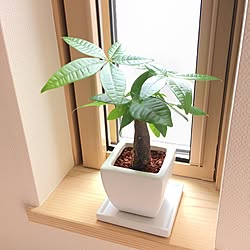 棚/日替わり投稿企画!木曜日/植物/環境壁紙/無垢材...などのインテリア実例 - 2017-07-06 12:33:55