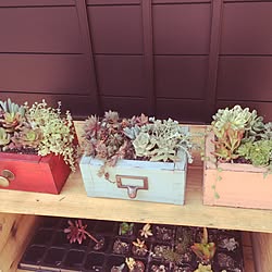 玄関/入り口/多肉植物寄せ植え/リメ缶/ハンドメイド/観葉植物...などのインテリア実例 - 2017-06-10 19:38:18