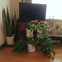 部屋全体/観葉植物/カエルの置物/ポトスマーブルのインテリア実例 - 2018-06-08 09:35:24