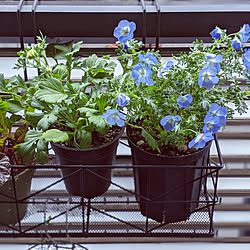 玄関/入り口/花のある暮らし/花のある風景/観葉植物/グリーンのある暮らし...などのインテリア実例 - 2021-03-20 16:37:11