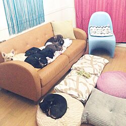 リビング/犬９匹居てます♡/ダブルディのクッション/枕の中に犬居てます（笑）/フランフラン枕が犬用に。...などのインテリア実例 - 2016-01-25 02:17:23