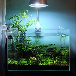 部屋全体/aquascaping /植物/ペット/水槽...などのインテリア実例 - 2013-08-14 10:25:56