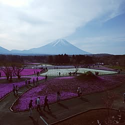 富士山芝桜のインテリア実例 - 2017-05-03 07:46:30