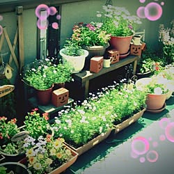 植物/ガーデニング/花/庭のインテリア実例 - 2013-11-13 15:27:34