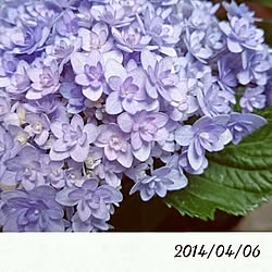 紫陽花/いつもいいねありがとうございます♡/紫陽花バカ♥のインテリア実例 - 2014-04-06 12:15:34