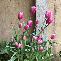 ピンクのチューリップ/皆様に感謝♡/お花のある暮らし/お花が好き/4月の庭...などのインテリア実例 - 2022-04-12 08:30:49