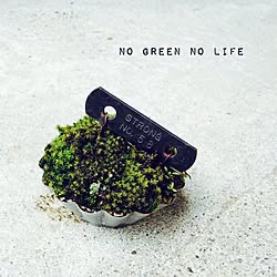 結束線/HCでGETしたプレート/苔/NO GREEN NO LIFE/セリアのインテリア実例 - 2015-03-06 19:54:08