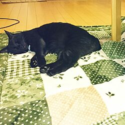 リビング/猫だらけのインテリア実例 - 2016-10-02 15:41:58