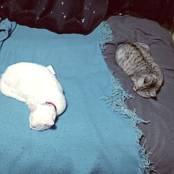 ベッド周り/猫/ねこのいる日常/ニトリのインテリア実例 - 2022-11-03 00:13:07