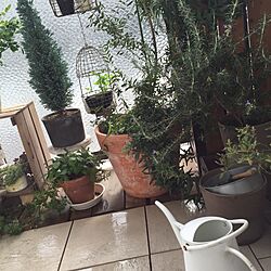 玄関/入り口/観葉植物/IKEA/かごが好き/植物...などのインテリア実例 - 2015-11-26 12:49:38