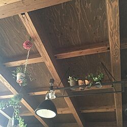 壁/天井/観葉植物/吊るして飾る/吊るし観葉植物のインテリア実例 - 2015-12-14 15:02:05