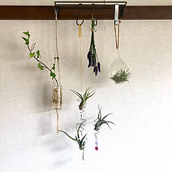 団地/お家時間を楽しむ！/観葉植物/フラワーベース/エアープランツ...などのインテリア実例 - 2020-04-17 12:10:48