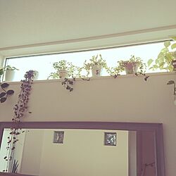 壁/天井/観葉植物/北欧/高窓/垂れ下がる植物好き...などのインテリア実例 - 2016-12-12 08:13:08