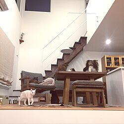 部屋全体/猫/ねこのいる風景/階段のインテリア実例 - 2016-10-17 21:51:50