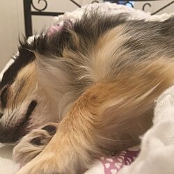ベッド周り/IKEA/犬との生活/犬と暮らす家のインテリア実例 - 2017-01-03 15:47:40