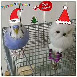 部屋全体/賃貸でも楽しく♪/いいね♪いつもありがとうございます❤️/インコと暮らす家/インコのベリー...などのインテリア実例 - 2016-12-25 11:41:13