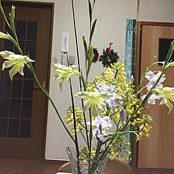 机/植物/お花/朝から/アメブロもりりんの家庭菜園やっています。...などのインテリア実例 - 2015-04-14 06:52:57