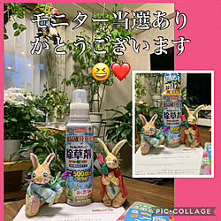 棚/トピック掲載ありがとうございます♡/ラブトピ嬉しい/アース製薬様ありがとうございます♡/窓辺のインテリア...などのインテリア実例 - 2024-04-02 18:18:05