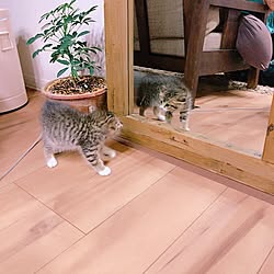 リビング/ねこと暮らす。/一軒家/子猫のインテリア実例 - 2017-07-16 13:47:21