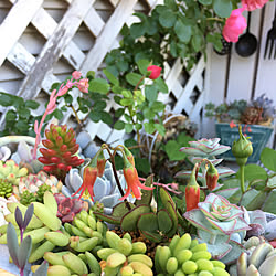 花のある暮らし/ホワイトコーナーDIY/多肉ちゃんの花/多肉寄せ植え/多肉植物...などのインテリア実例 - 2019-05-23 15:17:10