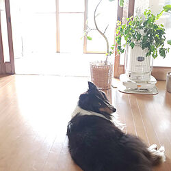 部屋全体/床にものを置かない/日本家屋/こどもと暮らす。/観葉植物...などのインテリア実例 - 2019-07-18 10:02:30