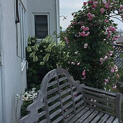 玄関/入り口/庭/薔薇のインテリア実例 - 2017-06-01 12:46:28