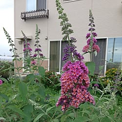 部屋全体/植物/庭のインテリア実例 - 2014-07-09 22:02:58