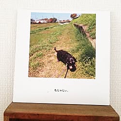 ノハナ/愛犬のインテリア実例 - 2014-04-28 11:55:38