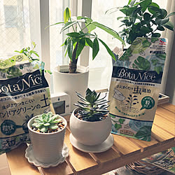 BotaNice/虫対策/植物のある暮らし/多肉植物/観葉植物...などのインテリア実例 - 2021-06-18 08:47:06