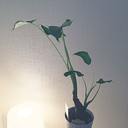 観葉植物/植物のある暮らし/IKEA/照明/リビングのインテリア実例 - 2021-03-22 20:42:08