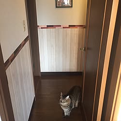 玄関/入り口/壁紙DIY/廊下の壁/賃貸マンション/猫と暮らす...などのインテリア実例 - 2016-11-07 18:46:14