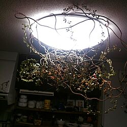 キッチン/照明/手作り/植物のインテリア実例 - 2013-12-18 21:39:47