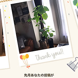 ウンベラータ/いいね、フォロー本当に感謝です♡/観葉植物大好き❤︎/ドライフラワーのある暮らし/花のある暮らし...などのインテリア実例 - 2020-09-03 21:20:32