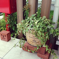 玄関/入り口/観葉植物/植物/アイビーのインテリア実例 - 2015-07-04 11:03:43