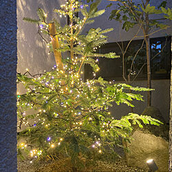 クリスマス/ライトアップ/もみの木のインテリア実例 - 2022-12-14 11:57:40